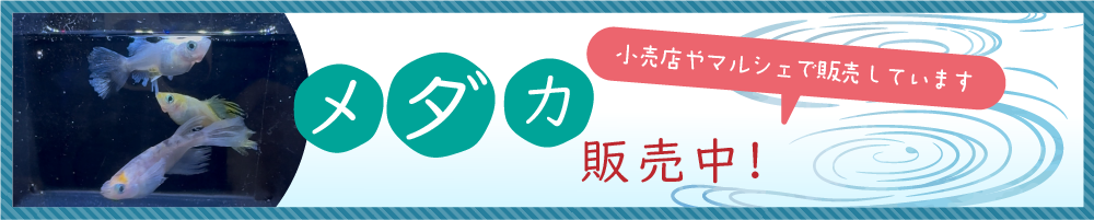 メダカ販売中！小売店やマルシェで販売しています
